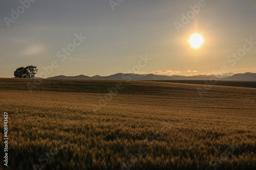 夕陽に染まる麦畑 