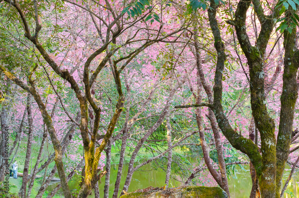 Pink flower blooming of Prunus cerasoides or Wild Himalayan Cherry in the forest Pink flower blooming of Prunus cerasoides or Wild Himalayan Cherry in the forest