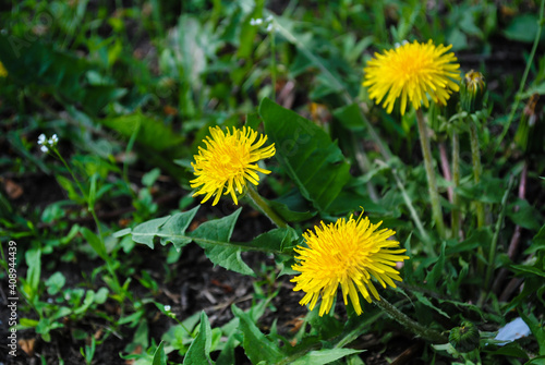 Dandelion flower blooming in nature.