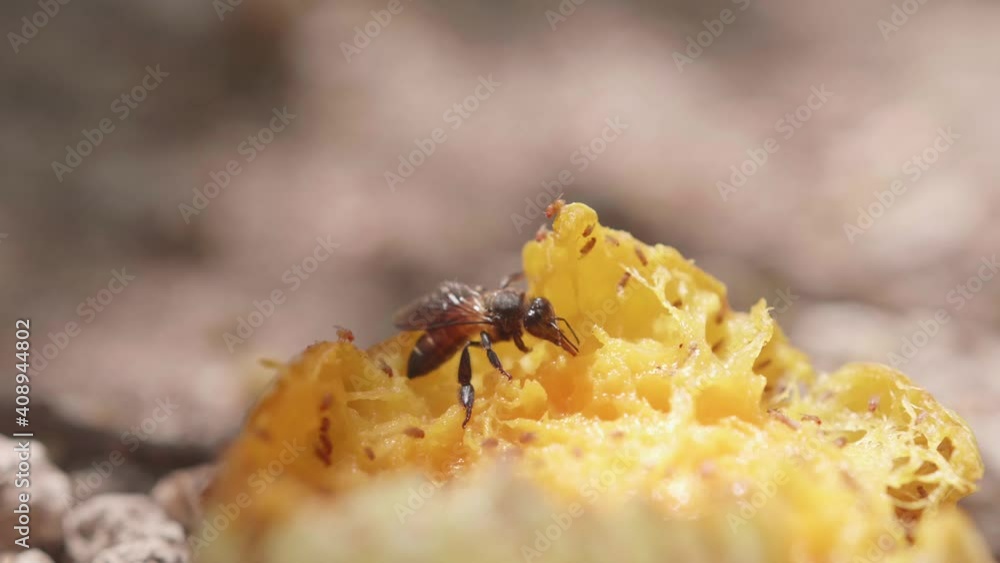 A wasp and fruit flies eat a mango on the ground in the midday sun. A wasp and fruit flies eat a mango on the ground in the midday sun.