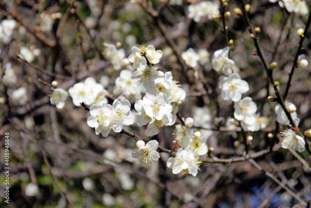 Obraz premium Beautiful (Prunus mume) white plum blossoms under the blue sky. The flower, long a beloved subject in the traditional painting and poetry of East Asia and Vietnam, is usually called plum blossom.