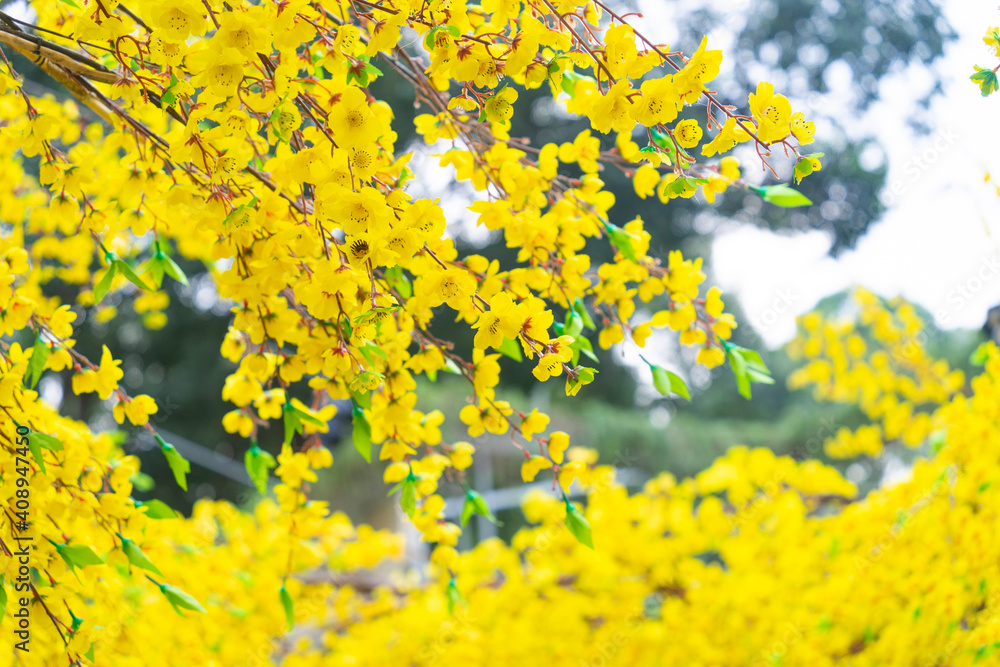 Decorative plastic yellow apricot flowers in Tet holiday in Vietnam Decorative plastic yellow apricot flowers in Tet holiday in Vietnam
