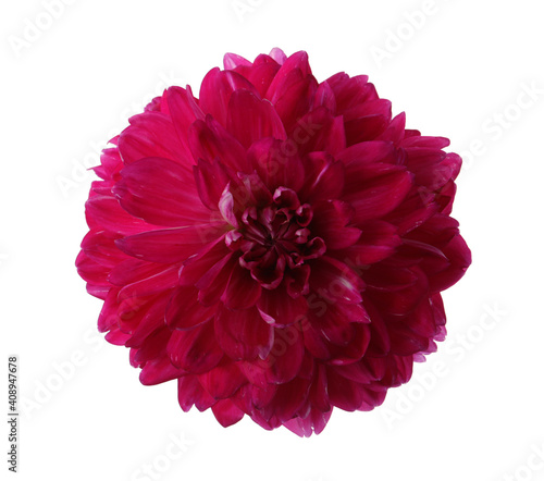 Beautiful red dahlia flower isolated on white