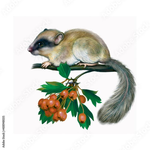 Obraz na płótnie The forest dormouse (Dryomys nitedula)