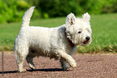 Westie out for a walk © sue