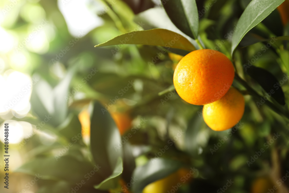 Kumquat tree with ripening fruits outdoors, closeup. Space for text Kumquat tree with ripening fruits outdoors, closeup. Space for text