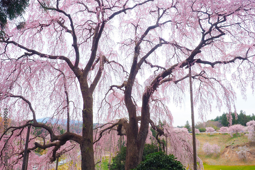 Fototapeta premium 【福島】満開の合戦場のしだれ桜