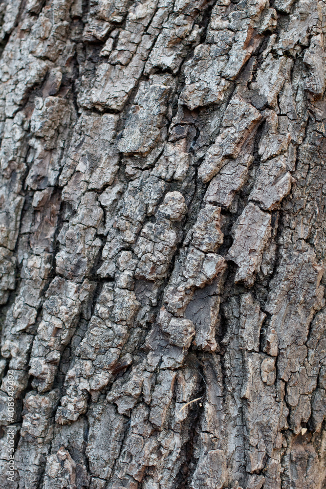 Grey furrowed scaly plate bark of Southern Black Walnut, Juglans Californica, Juglandaceae, native perennial deciduous tree in Temescal Gateway Park, Santa Monica Mountains, Transverse Ranges, Winter. Grey furrowed scaly plate bark of Southern Black Walnut, Juglans Californica, Juglandaceae, native perennial deciduous tree in Temescal Gateway Park, Santa Monica Mountains, Transverse Ranges, Winter.