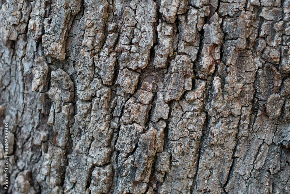 Grey furrowed scaly plate bark of Southern Black Walnut, Juglans Californica, Juglandaceae, native perennial deciduous tree in Temescal Gateway Park, Santa Monica Mountains, Transverse Ranges, Winter. Grey furrowed scaly plate bark of Southern Black Walnut, Juglans Californica, Juglandaceae, native perennial deciduous tree in Temescal Gateway Park, Santa Monica Mountains, Transverse Ranges, Winter.