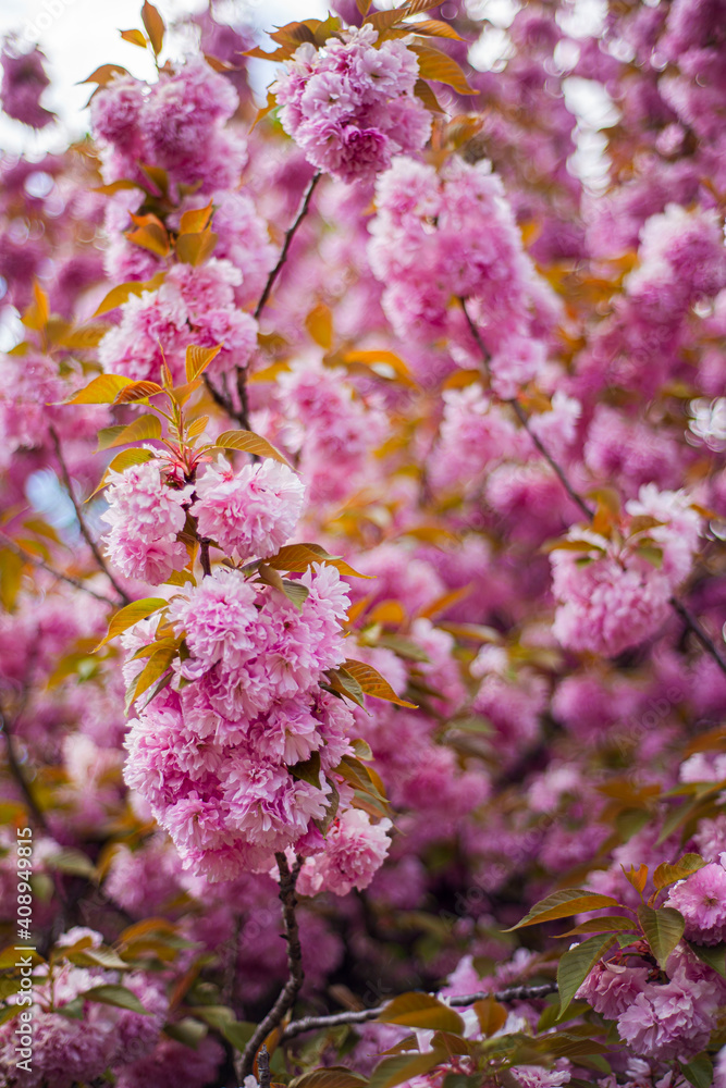 pink sakura leaves, cherry blossoms in spring, buds on a black trunk, pink Japanese cherry blossoms, first fresh flowers on the tree pink sakura leaves, cherry blossoms in spring, buds on a black trunk, pink Japanese cherry blossoms, first fresh flowers on the tree