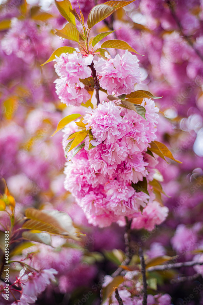 Fototapeta premium pink sakura leaves, cherry blossoms in spring, buds on a black trunk, pink Japanese cherry blossoms, first fresh flowers on the tree