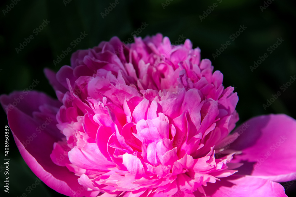 Beautiful fluffy blooming pink peony on a dark background. Bright flowers. Close-up with selective focus and dark blurred background. Beautiful fluffy blooming pink peony on a dark background. Bright flowers. Close-up with selective focus and dark blurred background.