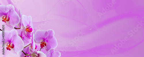 Delicate background with purple orchid flowers for postcards and graphic works. Banner, panorama with space for text.