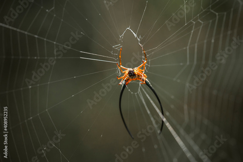 Long Horned Spider on Web Spider