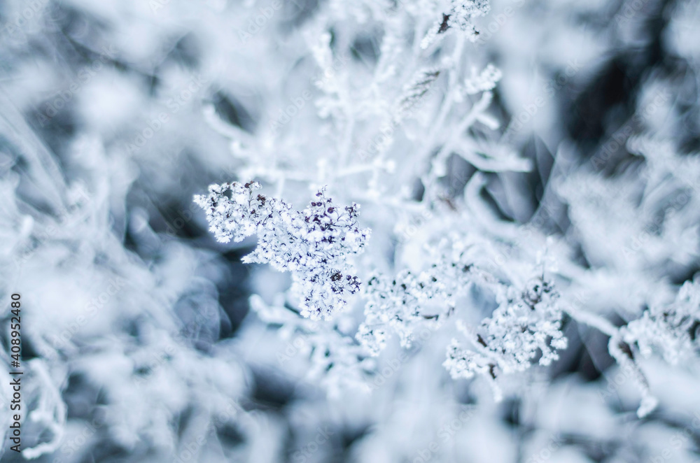 winter plants in rime snow frost, nature in winter, lonely branch of spruce or pine in hoarfrost winter plants in rime snow frost, nature in winter, lonely branch of spruce or pine in hoarfrost