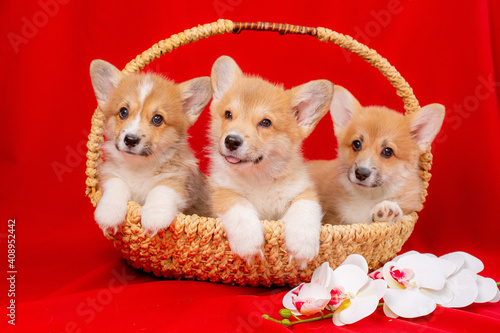 a group corgi puppies sit in a basket on a red background