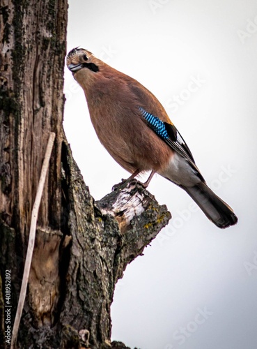 Bird Jay on a tree trunk