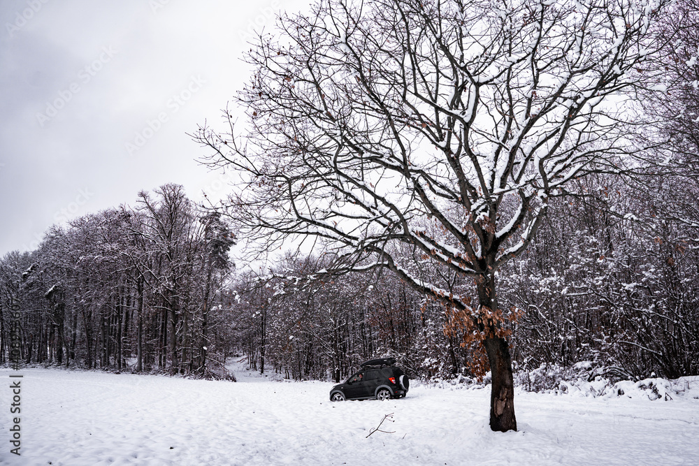 trees in snow
