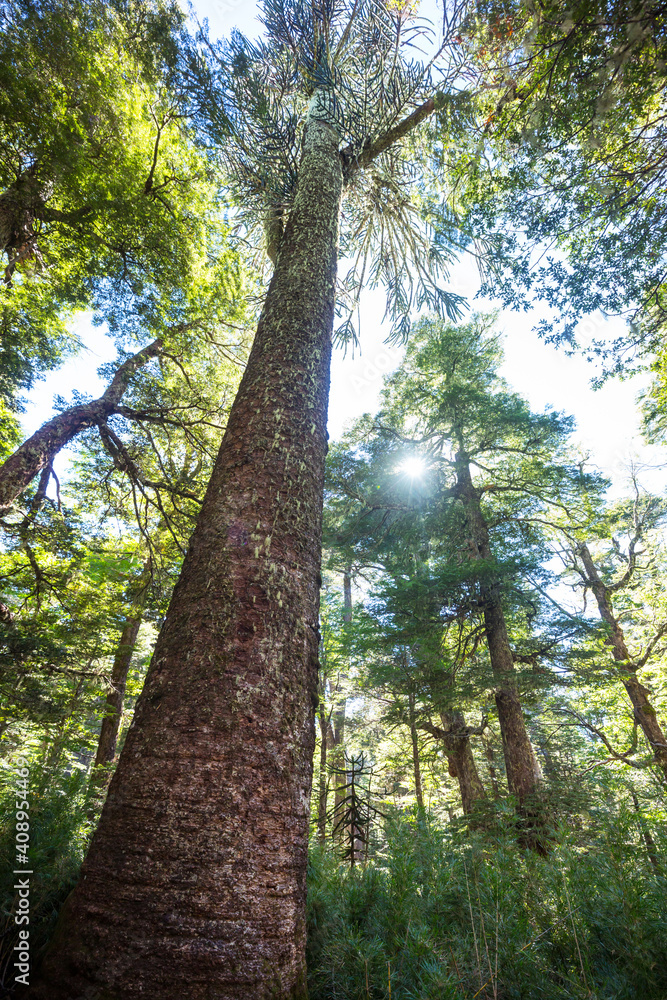 Fototapeta premium Araucaria