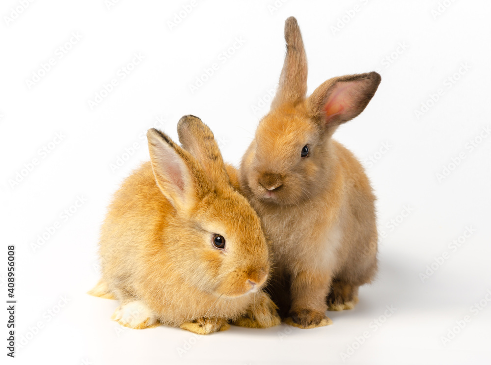 Two cute brown rabbits with different actions sitting on white rabbit. Lovely action of adorable baby rabbit .