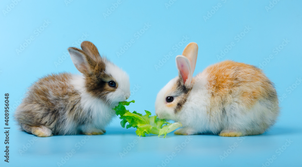 Two little rabbits eating lettuce vegetable together on blue background.