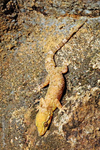 Sri Lanka Leaf-toed Gecko // Sri Lanka-Halbfingergecko (Hemidactylus depressus) - Sri Lanka photo