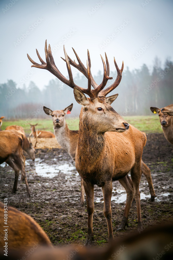 Fototapeta premium Noble male deer with big horns among his herd