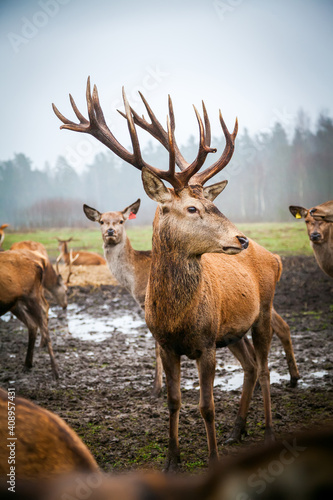 Noble male deer with big horns among his herd