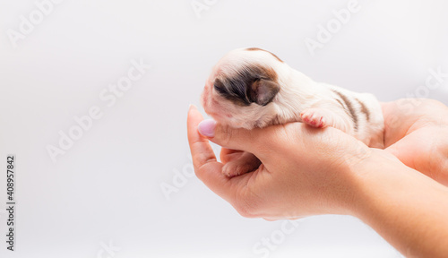hand holding a dog