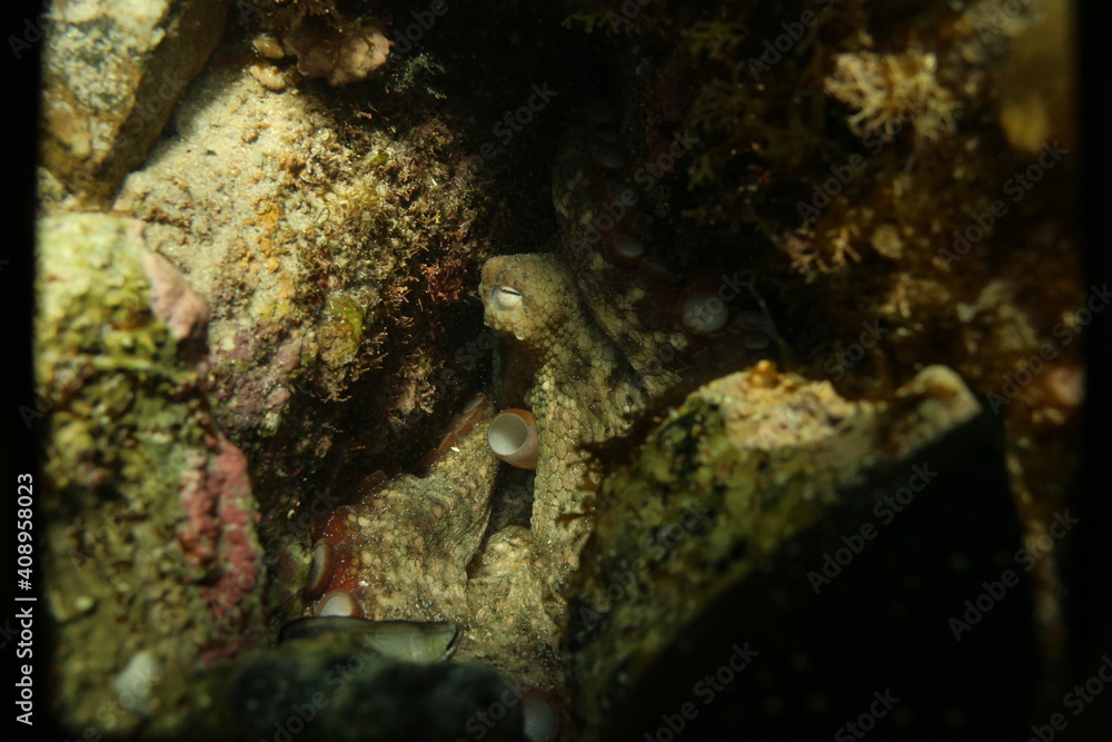 A common octopus hiding in its den A common octopus hiding in its den