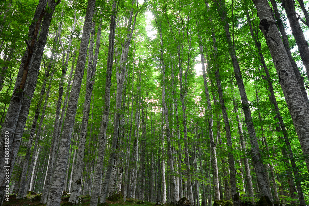 sunlight illuminates the forest in spring