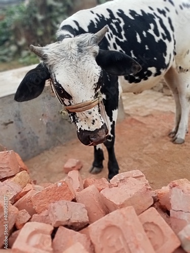 Angry cow ,Cow is a milch animal