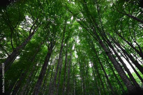 il verde intenso della foresta primaverile