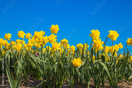 The first spring flowers daffodils.