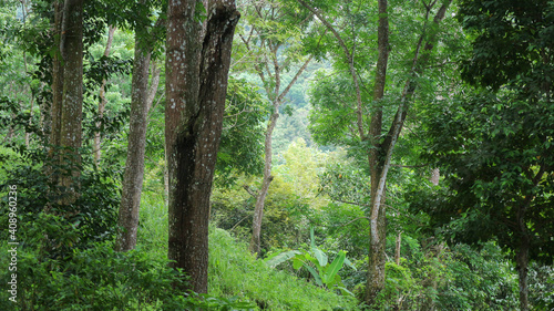 trees in a tropical rain forest
