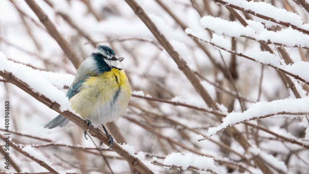 Wildlife nature bird background - Close-up from beautiful blue tit / Cyanistes caeruleus sitting on a tree trunk / branch in the winter with snow Wildlife nature bird background - Close-up from beautiful blue tit / Cyanistes caeruleus sitting on a tree trunk / branch in the winter with snow