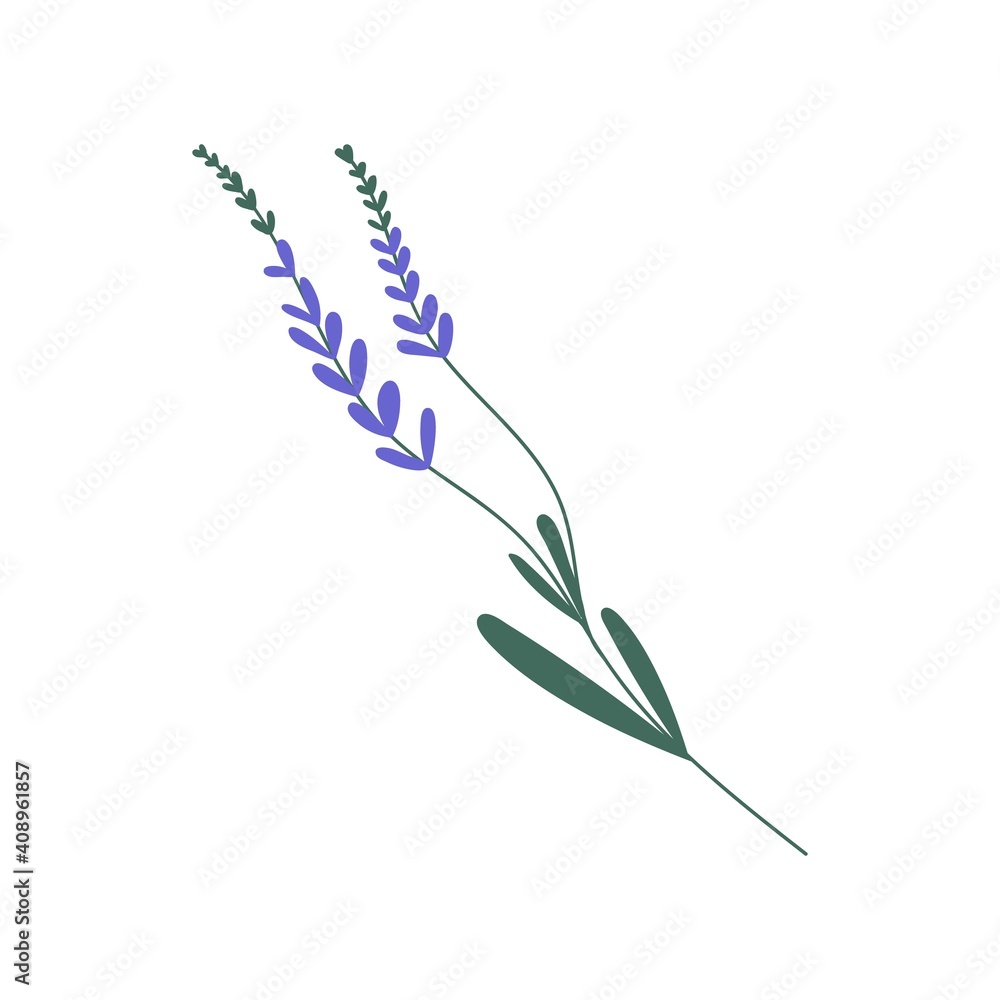 Purple lavender or lavandula with stem and leaves isolated on white background. Delicate lilac flower of lavander. Colorful flat vector illustration - obrazy, fototapety, plakaty 