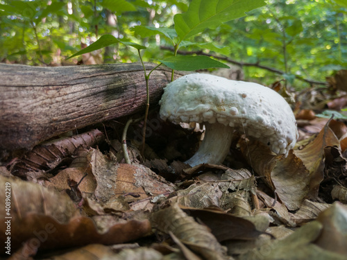 Wild mushroom with white cap on forest floor next to the dry branch surrounded with dry leaves