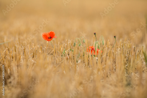 Poppy flowers in wheat field after harvest. Photographed in the UK countryside.