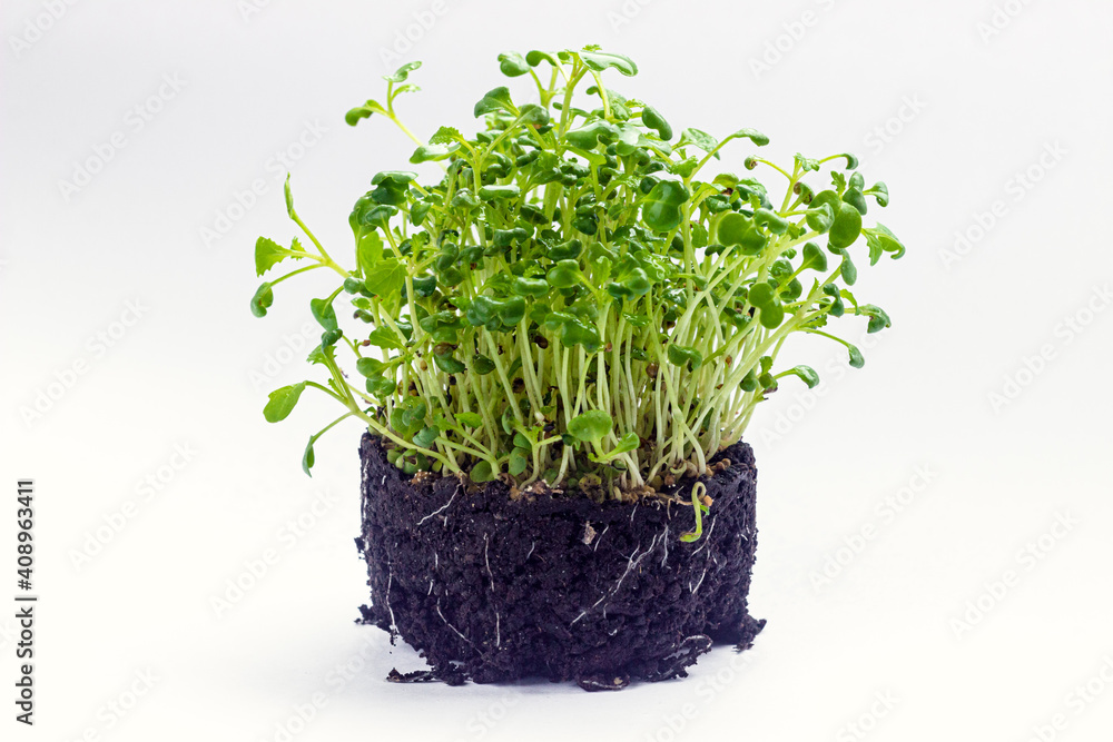 Mustard sprouts with soil, beans and roots on white background. Young mustard microgreen shoots. Healthy eating, home gardening concept Mustard sprouts with soil, beans and roots on white background. Young mustard microgreen shoots. Healthy eating, home gardening concept