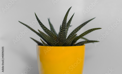 aloe vera plant in pot