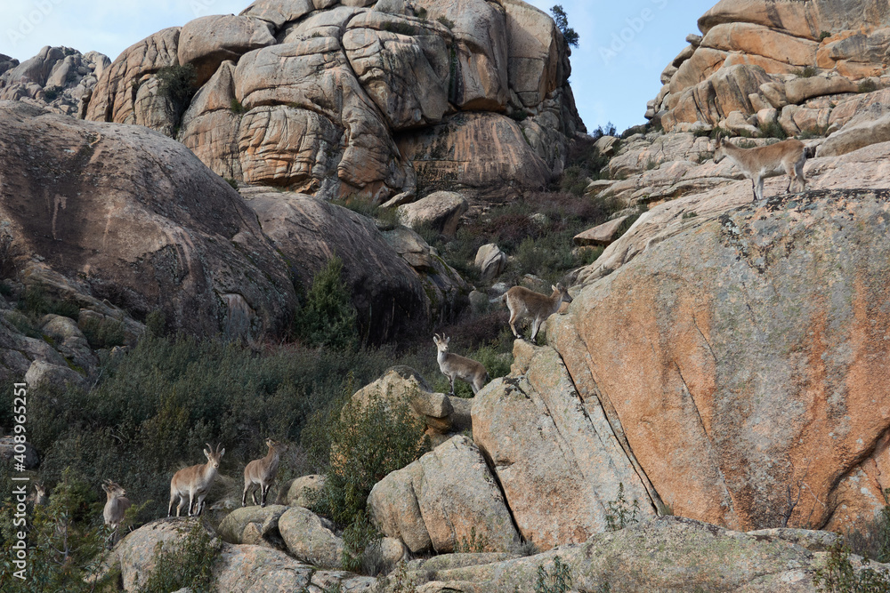 A herd of mountain goats in La Pedriza. Sierra de Guadarrama National Park. Madrid's community. Spain