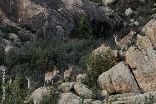 A herd of mountain goats in La Pedriza. Sierra de Guadarrama National Park. Madrid's community. Spain