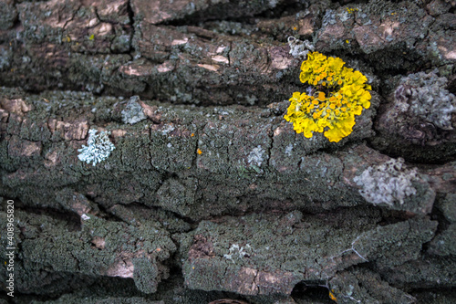  The bark of a tree can be used as a background.