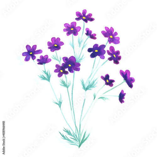 Fototapeta Naklejka Na Ścianę i Meble -  Soft small dark burgundy flowers , isolated on white hand painted watercolor illustration