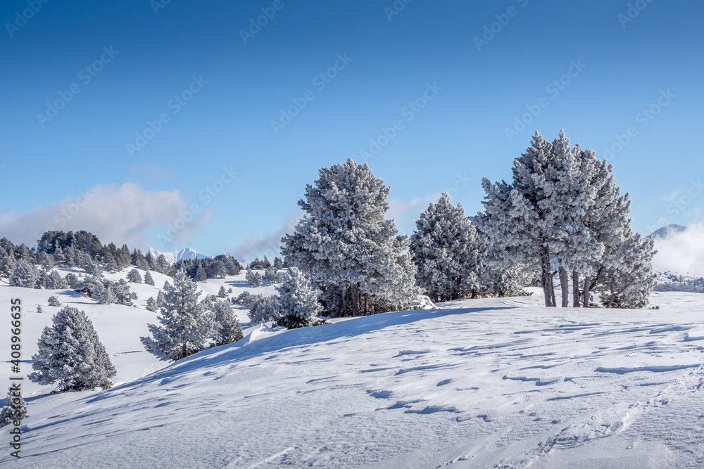 Mountain landscape in winter showing frosted trees, Vercors, France