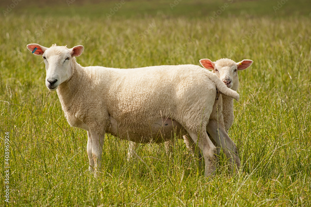 Obraz premium Ewe and lamb in meadow at in Spring