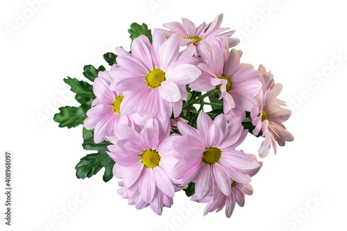 lilac chrysanthemum flower close-up on white background © assoli