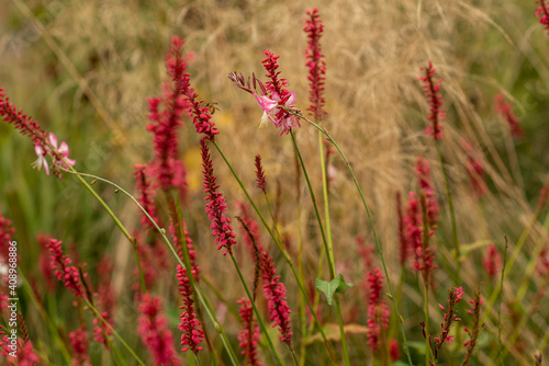 red flowers on a background of green grass in the garden