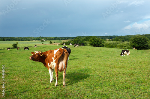cows on a meadow © Mateusz Liberra